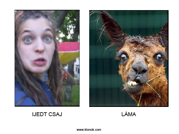 Ijedt csaj - Láma
 
Ijedt csaj - Láma