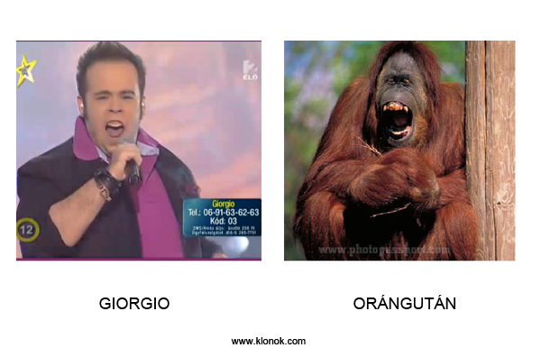 Giorgio - Orángután
 
Giorgo - Orángután