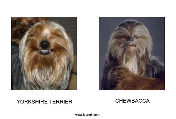 Yorkshire terrier - Chewbacca
 
