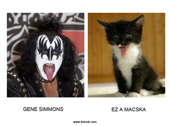 Gene Simmons - Macska
 
